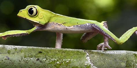 Manu Frogs .